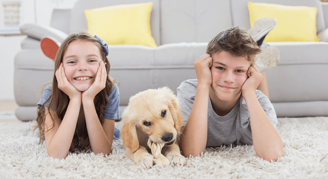 Sterling Heights Carpet and Floors business image in Sterling Heights, MI